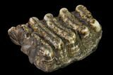 Partial, Fossil Stegodon Molar - Indonesia #149736-3